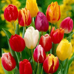 10 Mix Tulip Bulbs, Large Bulbs, Easy to Plant