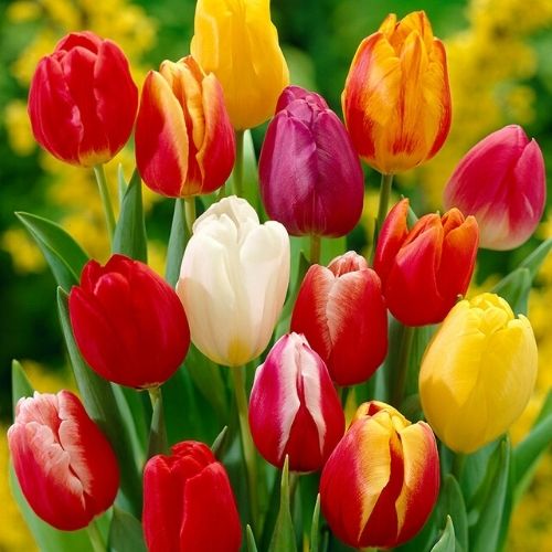 10 Mix Tulip Bulbs, Large Bulbs, Easy to Plant