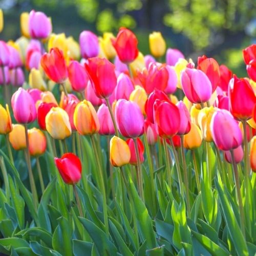 10 Assorted Tulip Bulbs, Large Bulbs