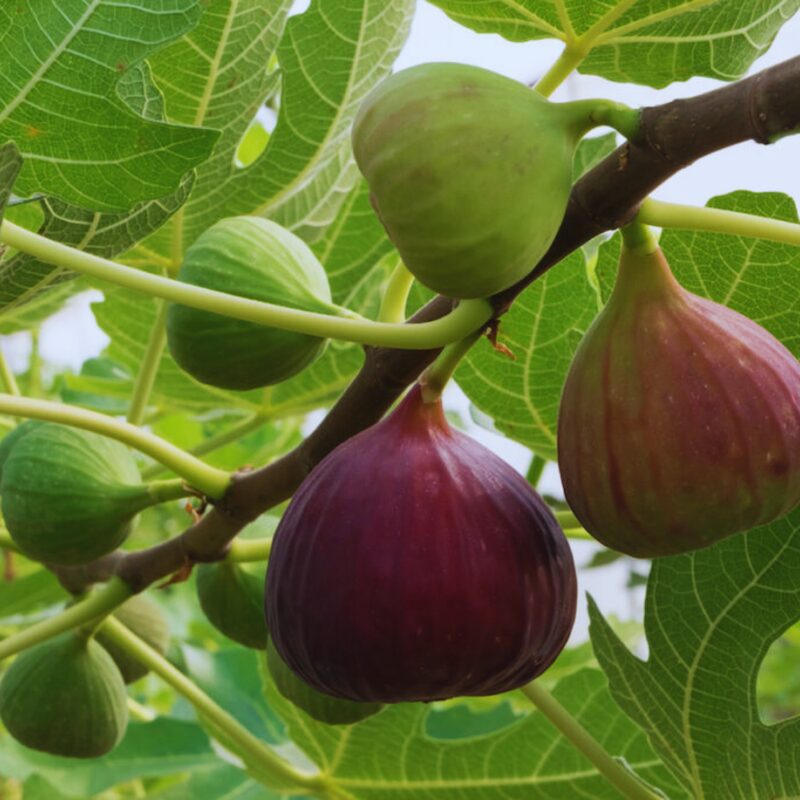 Texas Everbearing Plant Tree - 4 to 6 Inc Tall