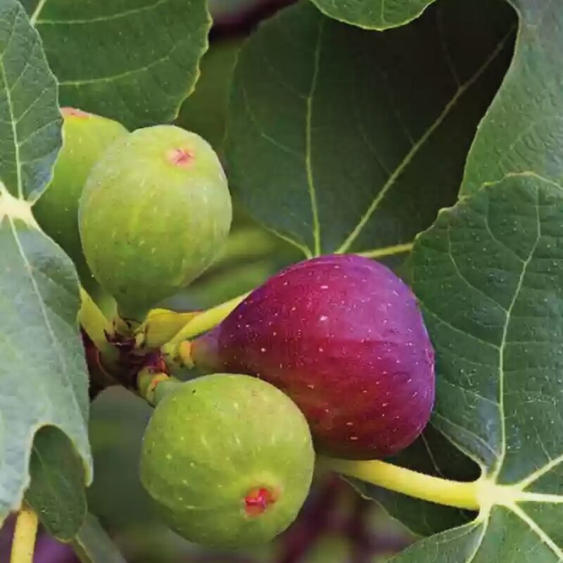 Texas Everbearing Plant Tree - 4 to 6 Inc Tall