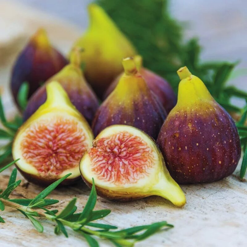 Texas Everbearing Fig - 4 to 6 Inc Tall