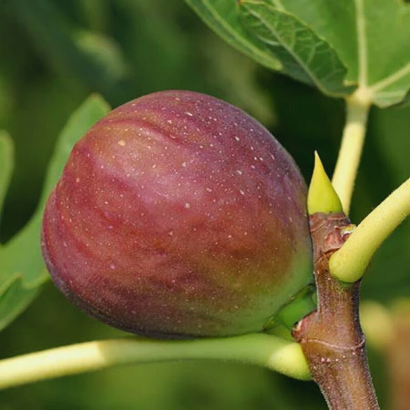 Texas Everbearing Plant Tree - 4 to 6 Inc Tall