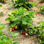 Strawberry Plants Bareroot - 50 Bareroots - Eversweet Everbearing Strawberry