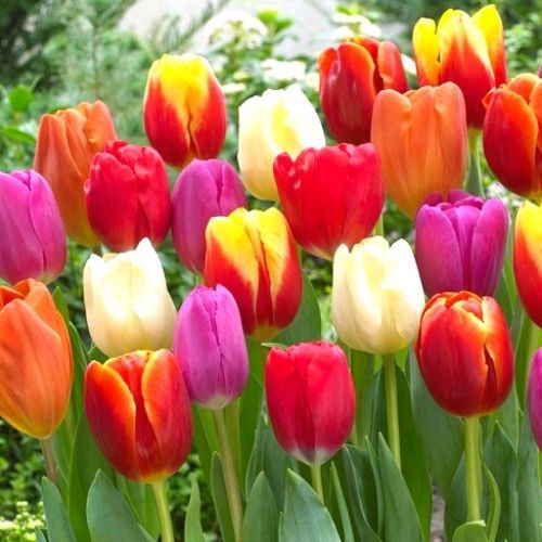 20 Mix Tulip Bulbs, Large Bulbs, Flower Bulbs for Planting