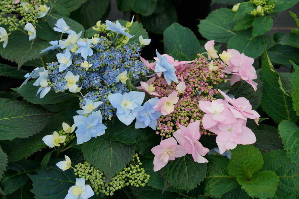 Hydrangea Plant Live, Hydrangea Shrub Bush, Hydrangea Live Plant for House Planting, Outdoor Hydrangea, 4-8" Tall, No Pot, Lacecap Petals