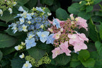 Hydrangea Plant Live, Hydrangea Shrub Bush, Hydrangea Live Plant for House Planting, Outdoor Hydrangea, 4-8" Tall, No Pot, Lacecap Petals