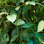 2 Black Pepper Plants Live, Piper Nigrum Plants, 4 to 6 Inches Tall