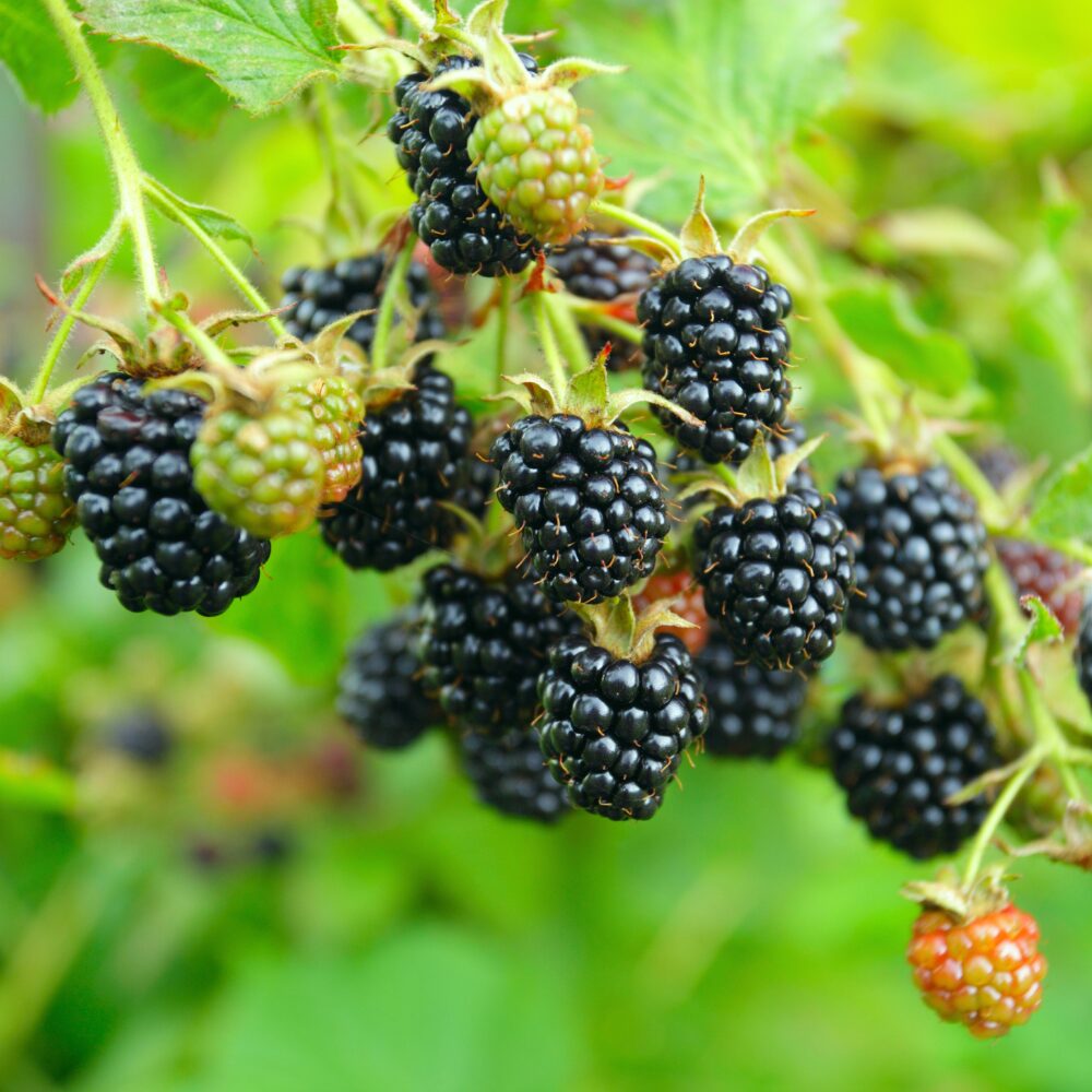 2 Thornless Blackberry Plants, Blackberries Plants Live for Planting, Blackberry Bush Live Plant, Blackberry Fruit Bushes, Fruit Tree 5 to 9 Inches Tall