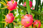 Dragon Fruit Plant - 2 to 3 Feet Tall, 3 Gallon
