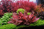 Flamingo Crypt Cryptocoryne Aquarium Plant, 1 Rooted Live Plant
