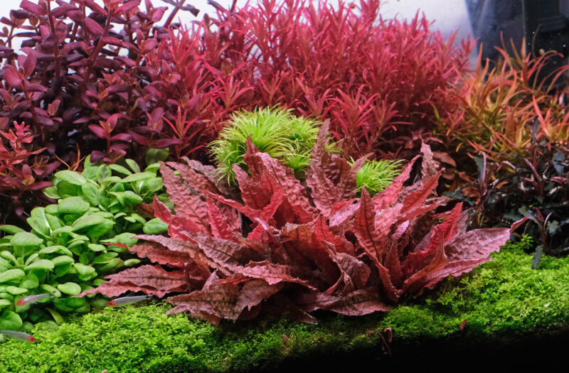 Flamingo Crypt Cryptocoryne Aquarium Plant, 1 Rooted Live Plant