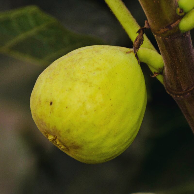White Kadota Fig Plant Tree - 4 to 6 Inc Tall