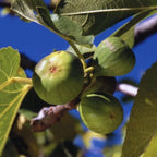 White Kadota Fig Tree - 4 to 6 Inc Tall