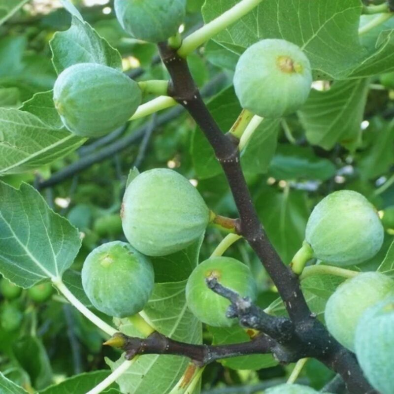 White Kadota Fig Tree - 4 to 6 Inc Tall