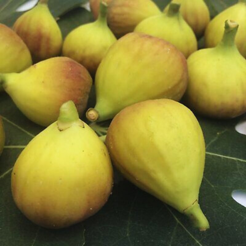 Kadota Fig Tree Live Plant - 4 to 6 Inc Long