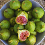 White Kadota Fig Plant Live - 4 to 6 Inc Tall