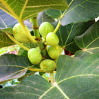 White Kadota Fig Plant Tree - 4 to 6 Inc Tall