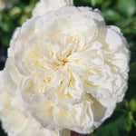 White Meilland Rose Bush