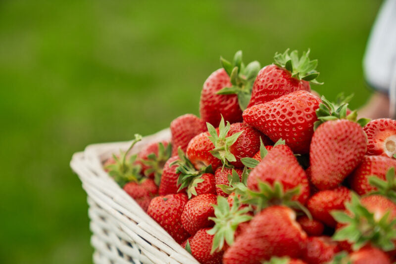 Strawberry Plants Bareroot - 50 Bareroots - Albion Everbearing Strawberry