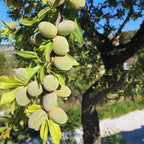 Almond Tree