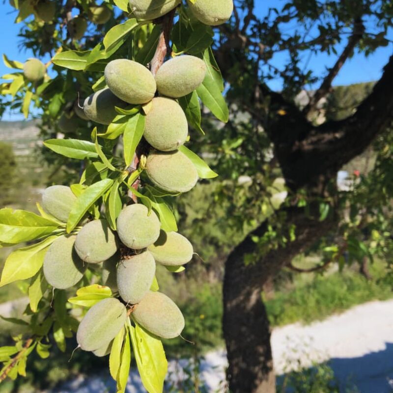 Almond Tree