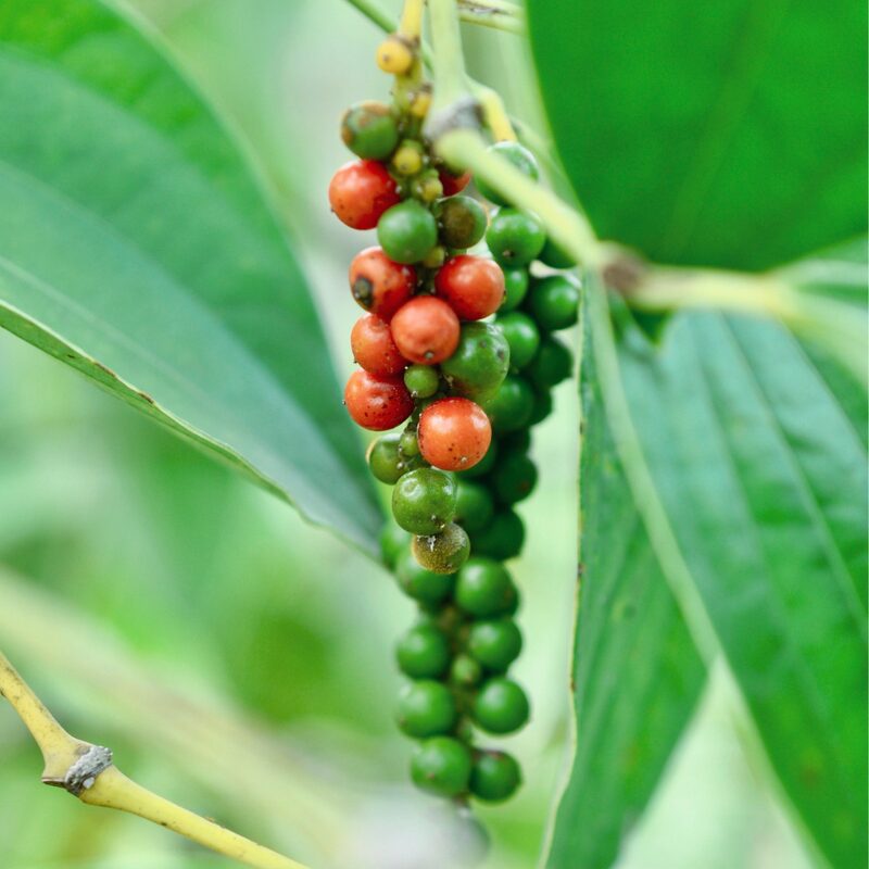 Black Pepper Plant Live - 3 Gallon Pot, 2 to 3 Feet Tall - Piper Nigrum Plant