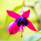Fuchsia Sacha Plants - 2 Plants, 3 to 5 Inc Tall