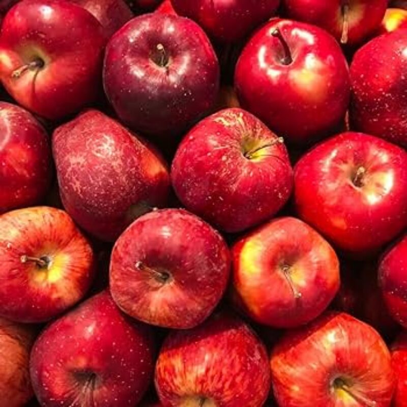 Winesap Apple Tree, 6-7 Feet Tall