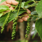 Black Pepper Plant Live - 3 Gallon Pot, 2 to 3 Feet Tall - Piper Nigrum Plant