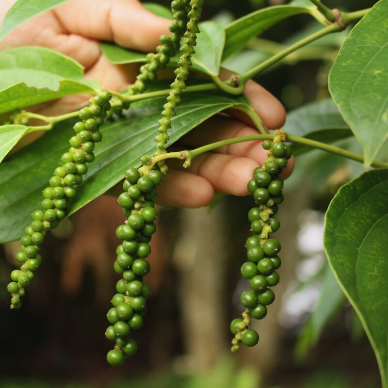 2 Piper Nigrum Black Pepper Live Plants, 4 to 7 Inches Tall