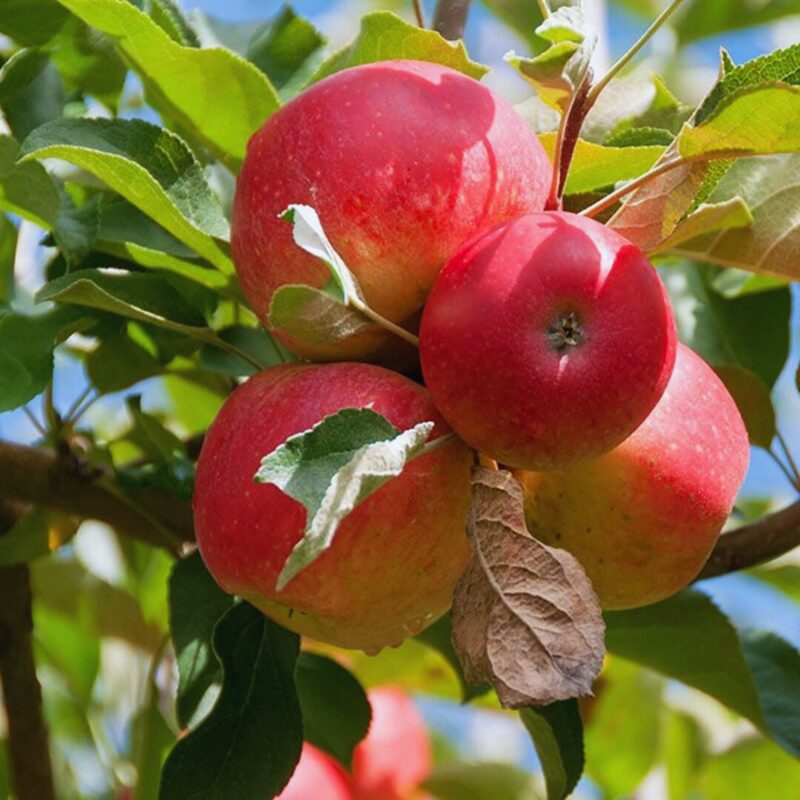 Winesap Apple Tree, 6-7 Feet Tall