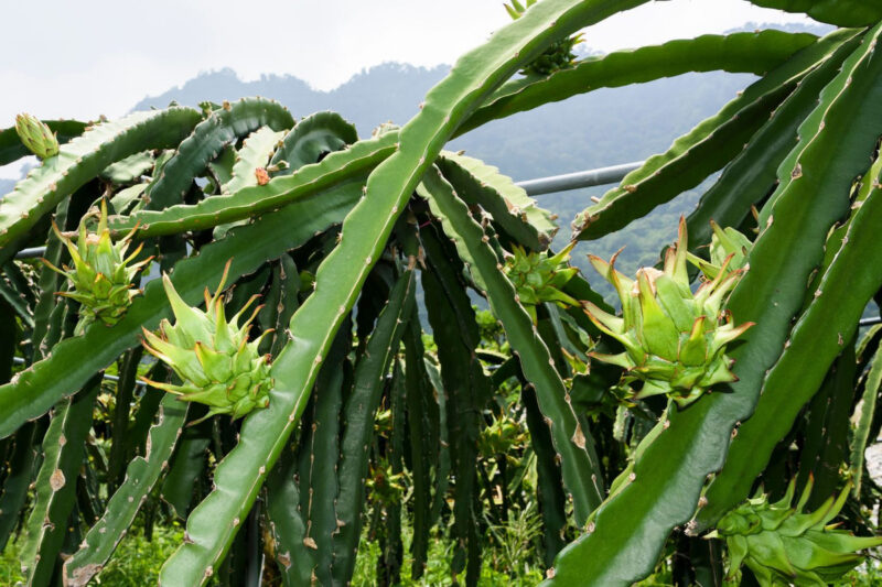 Dragon Fruit Plant - 2 to 3 Feet Tall, 3 Gallon Pot