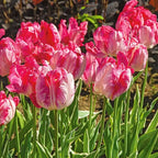 10 Pink and Silver Parrot Tulip Bulbs
