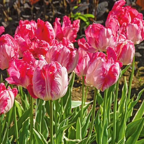 10 Pink and Silver Parrot Tulip Bulbs