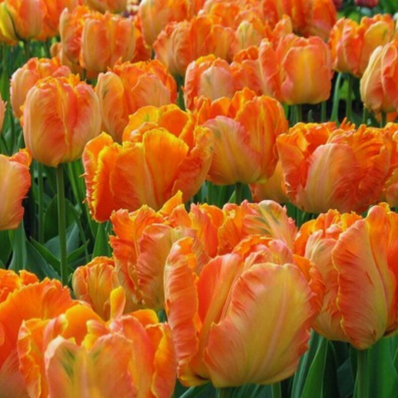 20 Apricot Parrot Tulip Bulbs, Set 20 Bulbs
