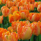 20 Apricot Parrot Tulip Bulbs, Set 20 Bulbs