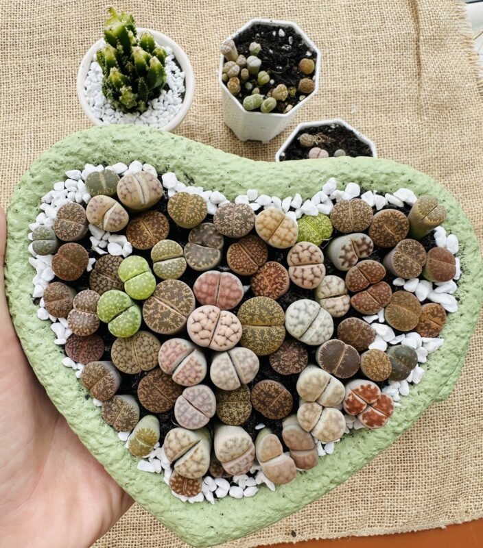 Mixed Lithops Living Stones Succulents - Succulent Lithops in Heart-Shaped Planter