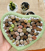 Mixed Lithops Living Stones Succulents - Succulent Lithops in Heart-Shaped Planter