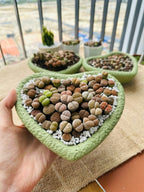 Mixed Lithops Living Stones Succulents - Succulent Lithops in Heart-Shaped Planter