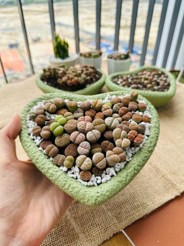 Mixed Lithops Living Stones Succulents - Succulent Lithops in Heart-Shaped Planter