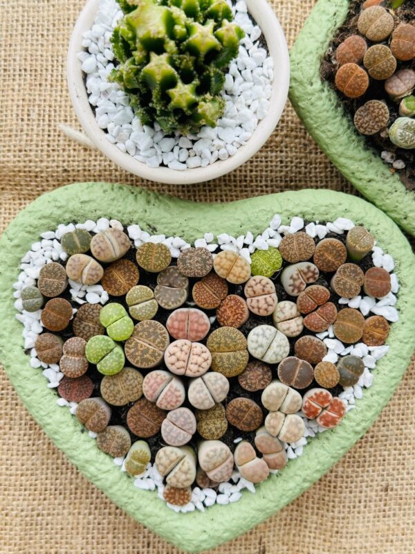 Mixed Lithops Living Stones Succulents - Succulent Lithops in Heart-Shaped Planter