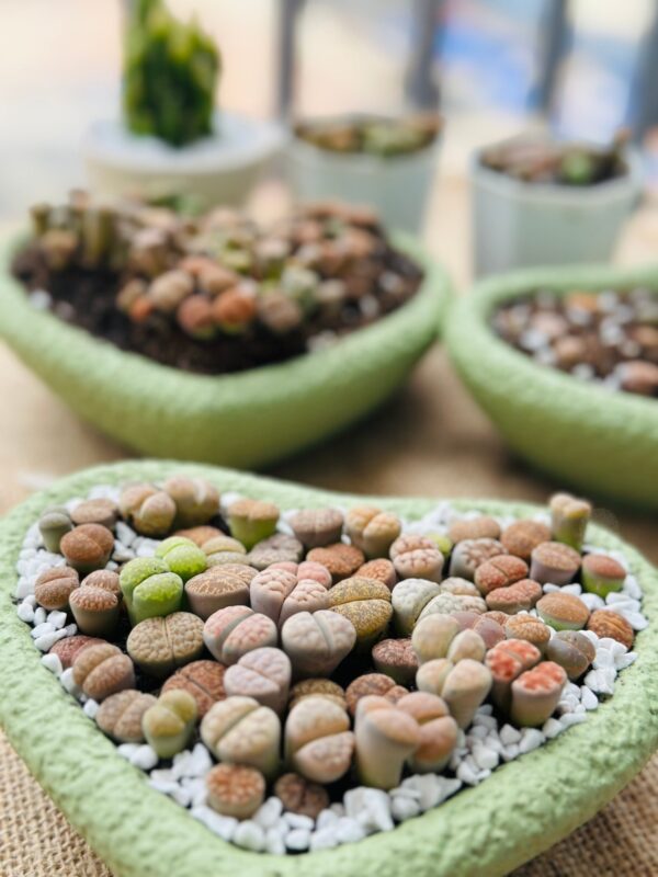 Mixed Lithops Living Stones Succulents - Succulent Lithops in Heart-Shaped Planter